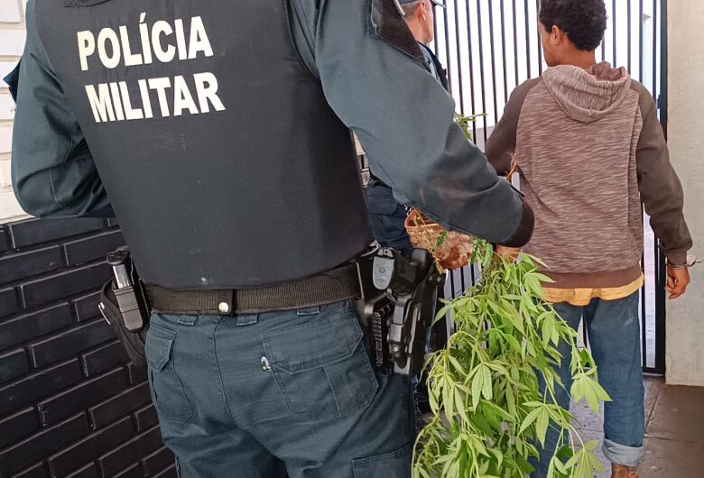 Polícia apreende três pés de maconha em Dourados e prende foragido da Justiça