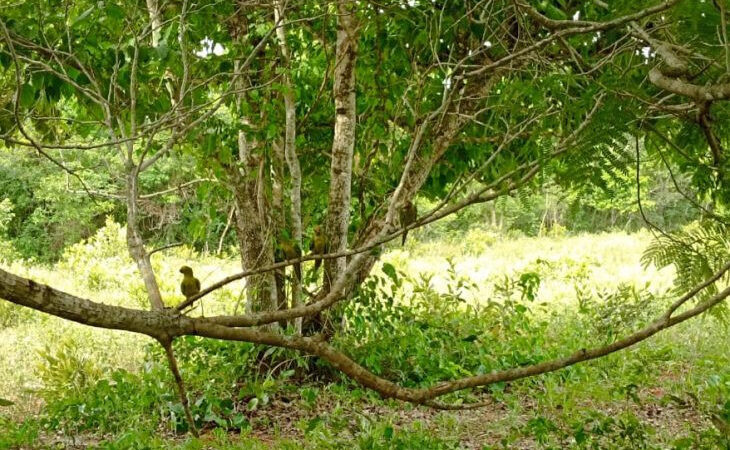 Imasul solta de mais de 60 animais silvestres no Recanto Ecológico Rio da Prata