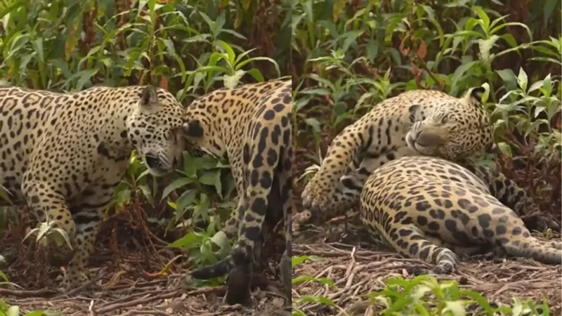 Machos de onça-pintada trocam carícias e mostram ‘outro lado’ no Pantanal: ‘fazem tudo juntos’