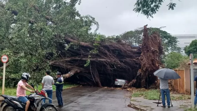 Seringueira centenária cai, atinge 4 carros, duas casas e interdita rua