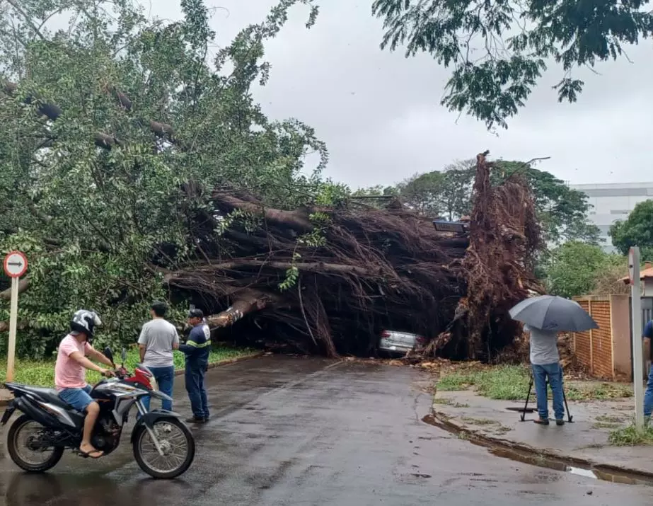 Seringueira centenária cai, atinge 4 carros, duas casas e interdita rua