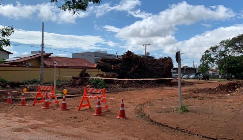 Após remoção de seringueira, Rua dos Missionários segue parcialmente interditada