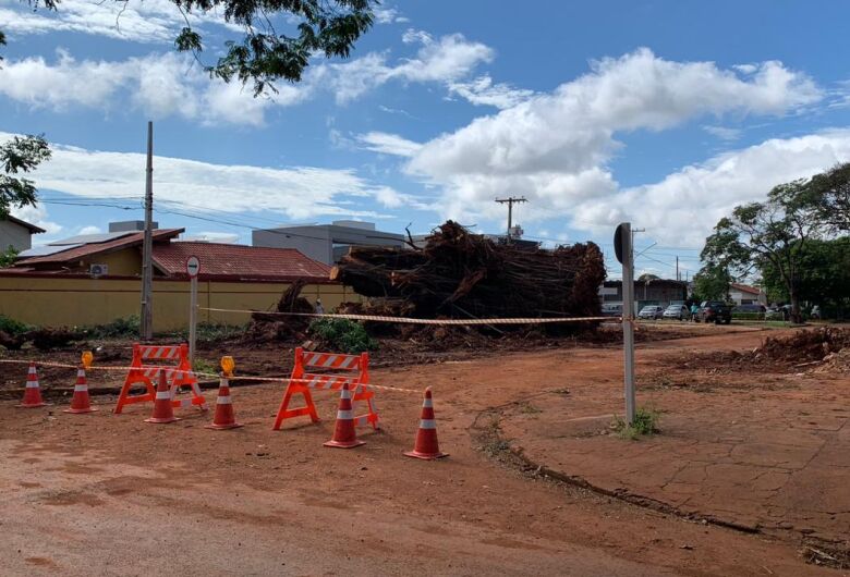 Após remoção de seringueira, Rua dos Missionários segue parcialmente interditada