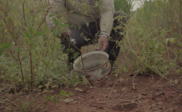 MS avança no combate às arboviroses e projeta 7,6 milhões de visitas em 2025