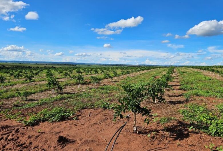 Município vira novo polo de produção de laranjas em MS e deve ter mais de 3 mil hectares plantados