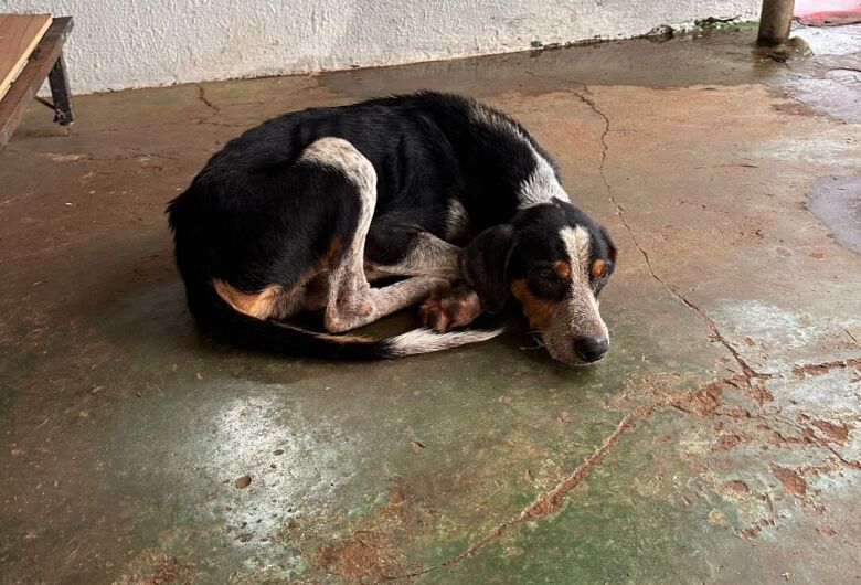 Cão é encontrado desnutrido e ferido na rua; dono é preso por maus-tratos