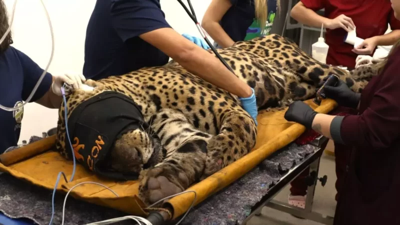Onça capturada no Pantanal após caseiro ser devorado está com anemia, diz boletim