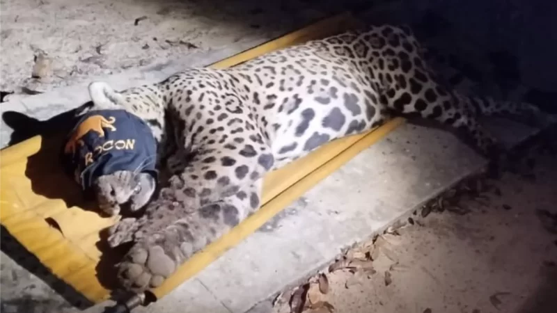 Onça que matou caseiro no Pantanal é capturada e deve ser trazida para Campo Grande
