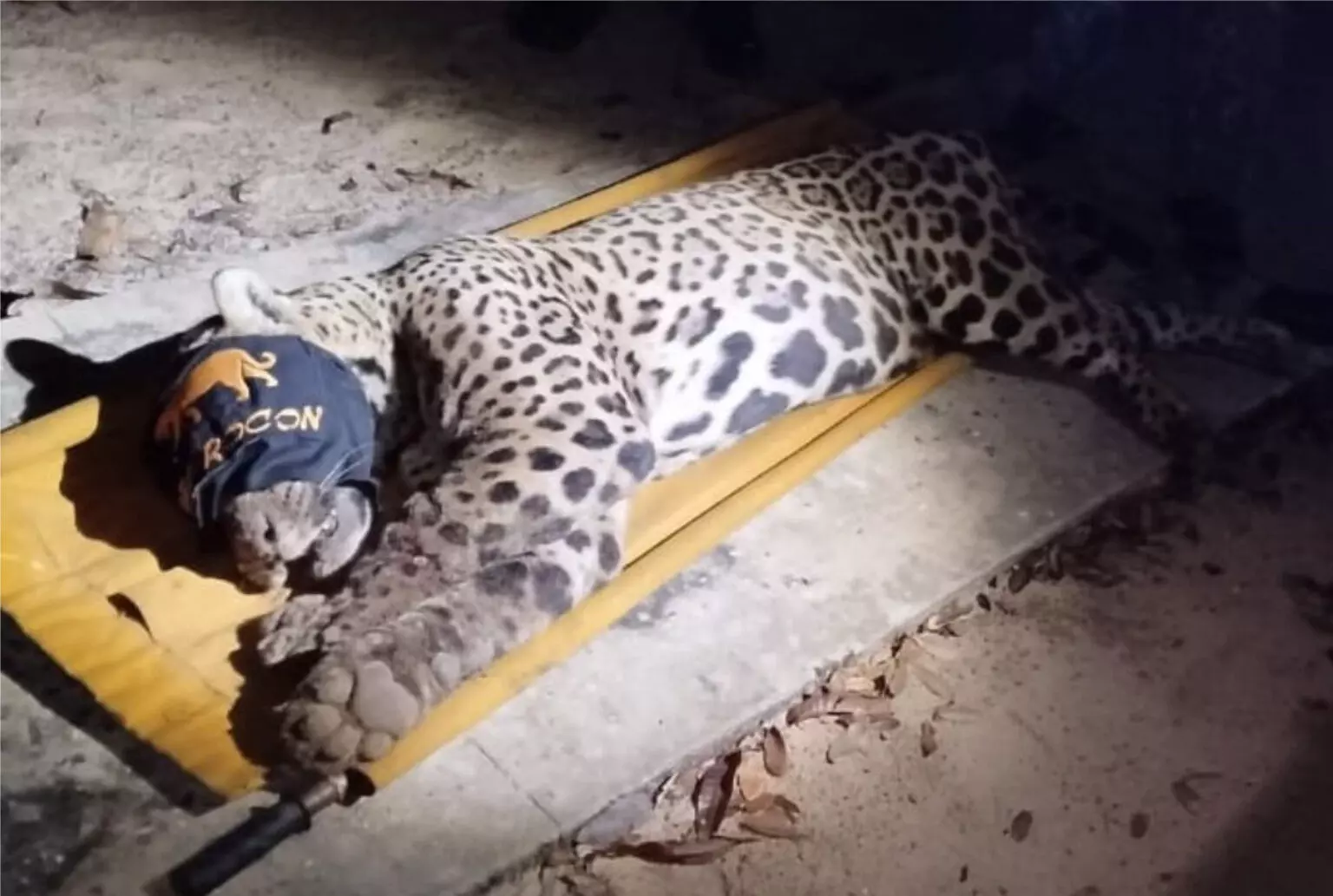 Onça que matou caseiro no Pantanal é capturada e deve ser trazida para Campo Grande