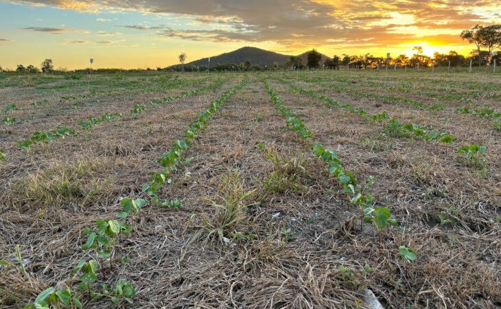 Campo experimental avalia sustentabilidade agrícola na Rota Bioceânica