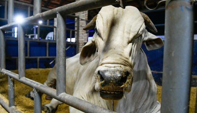 MS recebe status de área livre de aftosa, apto para ampliar mercados da carne