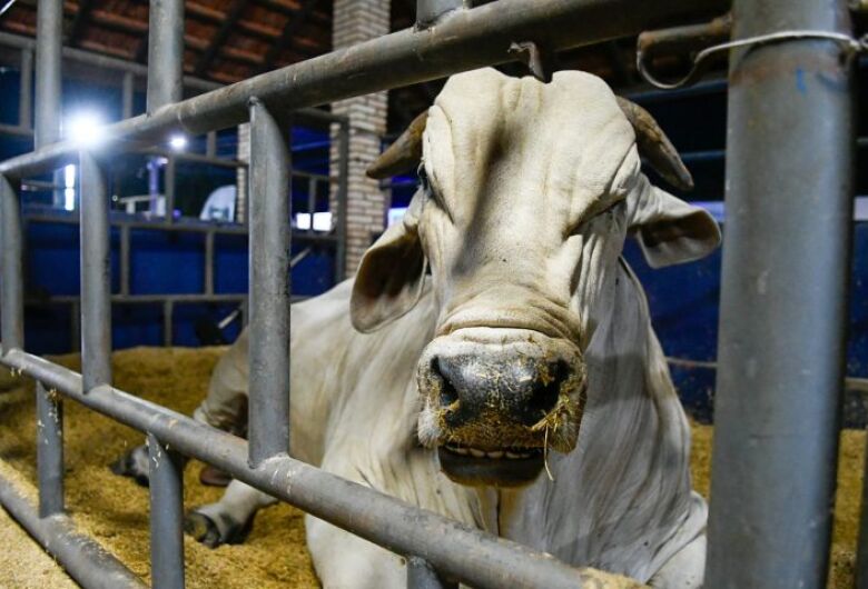 MS recebe status de área livre de aftosa, apto para ampliar mercados da carne