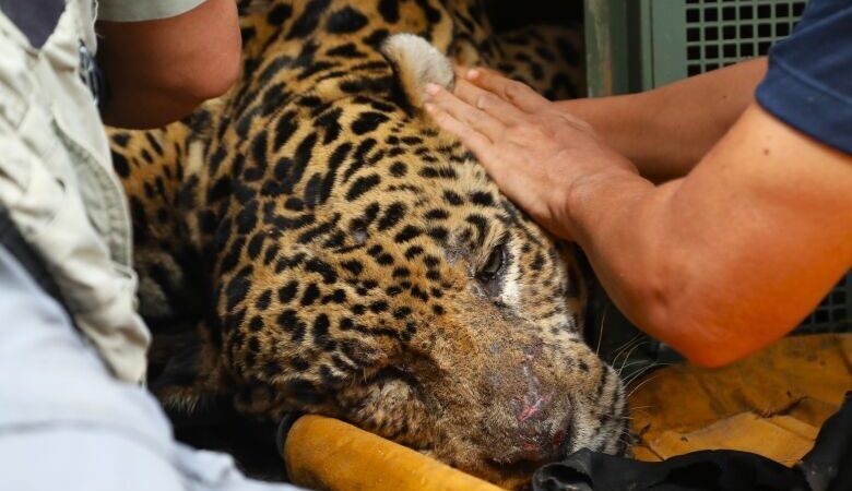 Perícia analisa ossos e cabelos achados em fezes de onça que atacou caseiro no Pantanal