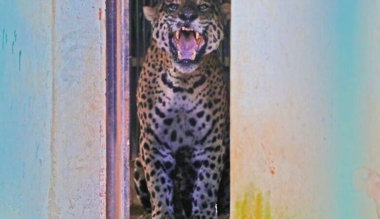 Onça-pintada que matou caseiro no Pantanal apresenta melhora e sairá do CRAS