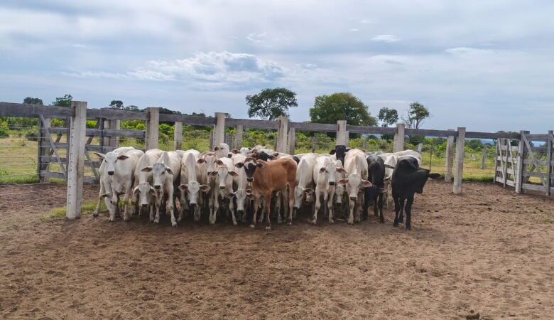 Funcionário é preso por furto de gado e posse irregular de armas em fazenda 