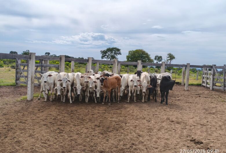 Funcionário é preso por furto de gado e posse irregular de armas em fazenda
