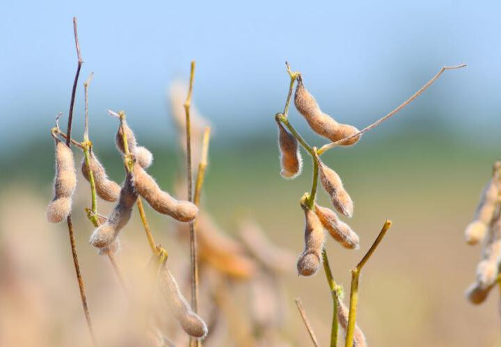 Mesmo com estiagem em 52% da área produtiva, MS colhe soja acima do esperado