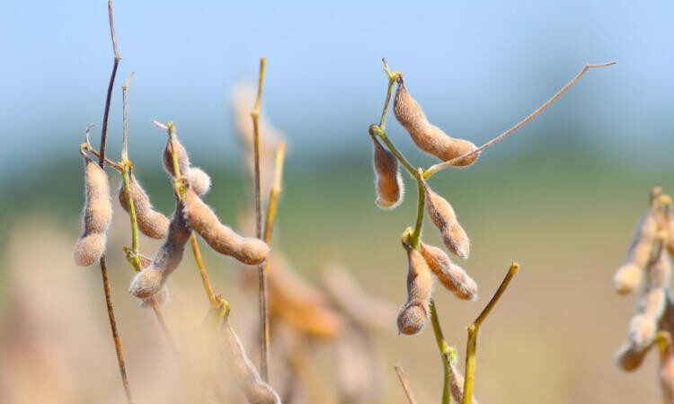 Mesmo com estiagem em 52% da área produtiva, MS colhe soja acima do esperado