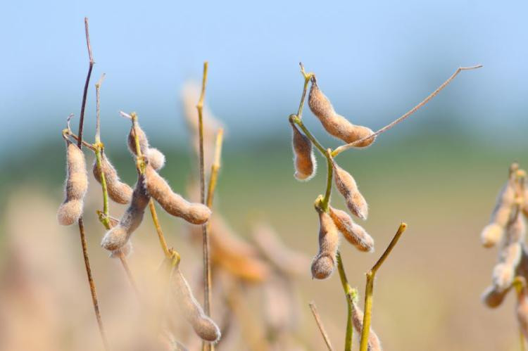 Mesmo com estiagem em 52% da área produtiva, MS colhe soja acima do esperado