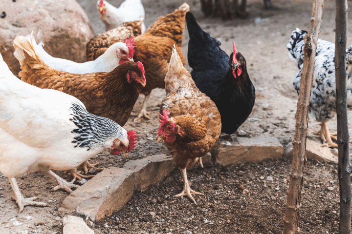 Agraer, Embrapa e Iagro reforçam prevenção à gripe aviária com foco na agricultura familiar