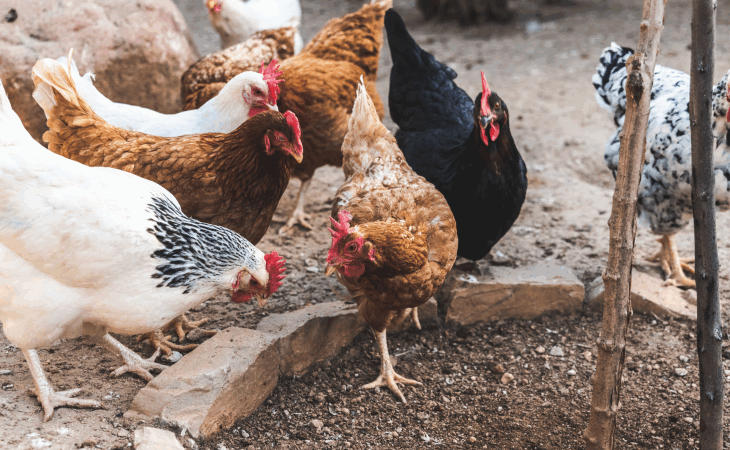 Agraer, Embrapa e Iagro reforçam prevenção à gripe aviária com foco na agricultura familiar