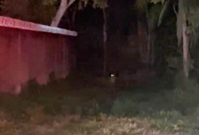 Onça-pintada é avistada em área residencial de cidade de MS; veja vídeo