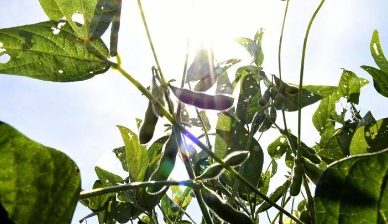 MS terá rede de meteorologia com 70 estações