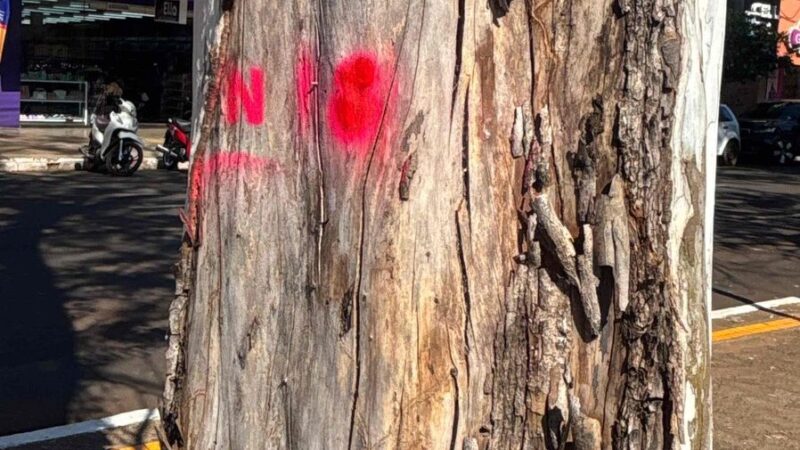 Prefeitura inicia plano de arborização para tornar Dourados mais verde e segura