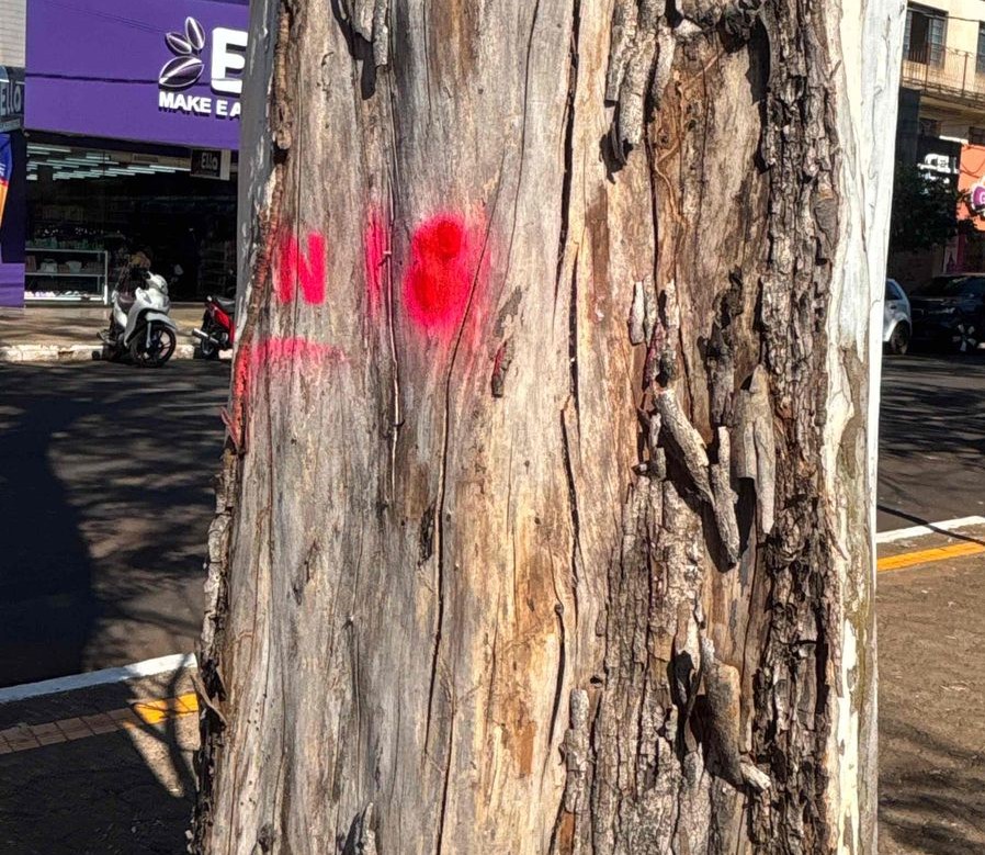 Prefeitura inicia plano de arborização para tornar Dourados mais verde e segura