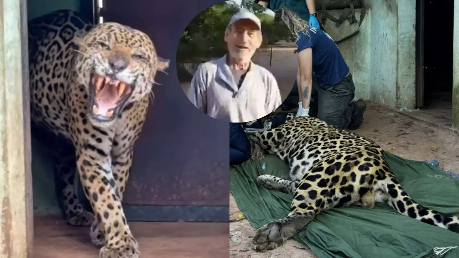 Exame revela se DNA humano em fezes de onça era ou não de Jorginho