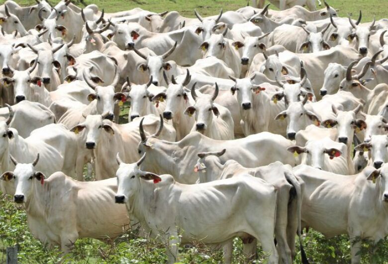 Pantanal terá plano de fortalecimento em Mato Grosso do Sul para todas as cadeias pecuárias