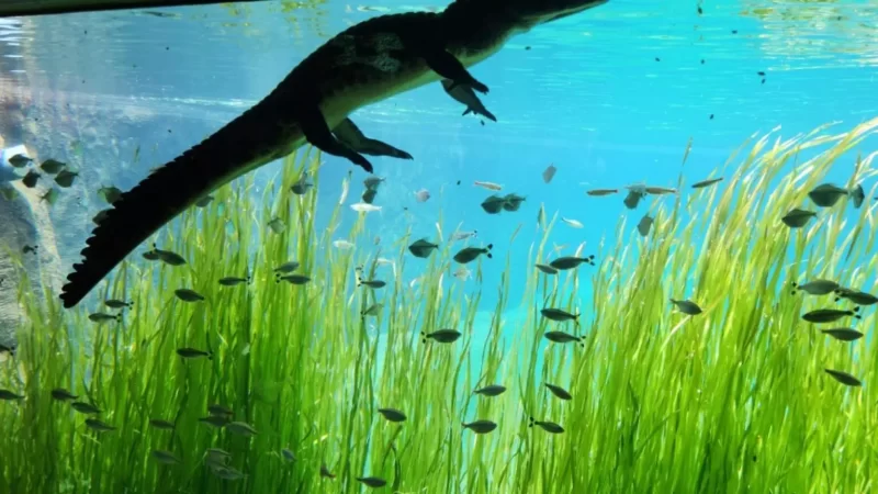 Doença degenerativa mata jacarés no Bioparque Pantanal