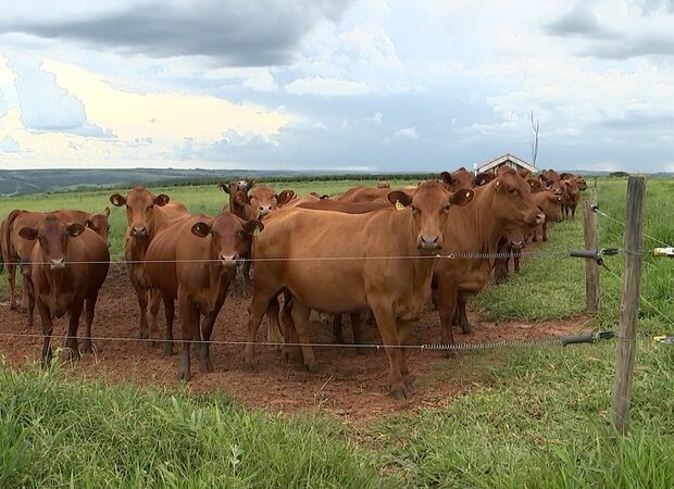 Mercado do Boi e do Café: Sextou com Oscilação, Mas o Produtor Segue Firme no Campo