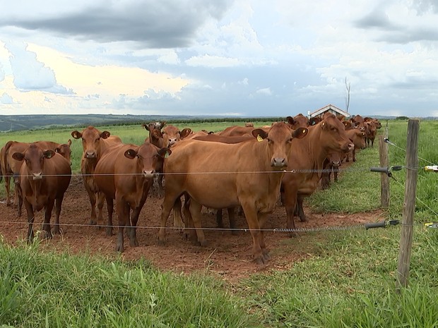 Mercado do Boi e do Café: Sextou com Oscilação, Mas o Produtor Segue Firme no Campo
