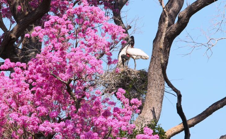 Governo destina R$ 30 milhões a propriedades com vegetação nativa excedente no Pantanal