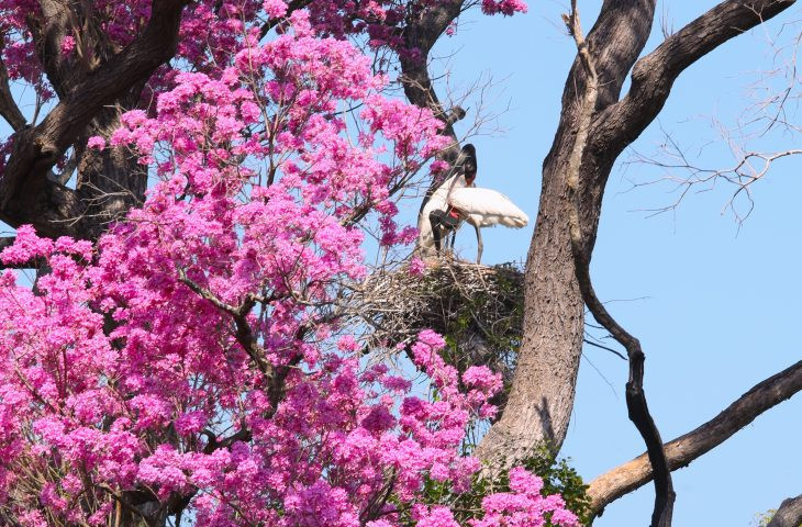 Governo destina R$ 30 milhões a propriedades com vegetação nativa excedente no Pantanal