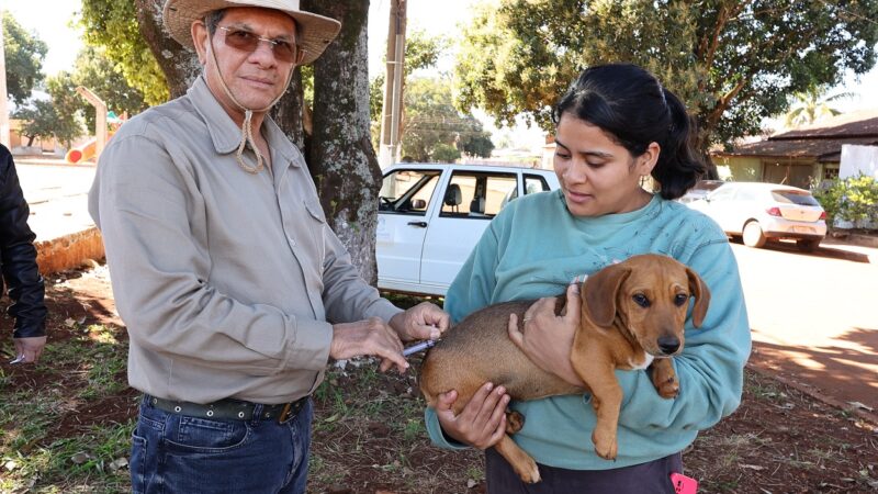 Prefeitura intensifica vacinação antirrábica e oferece diversos pontos para imunização animais