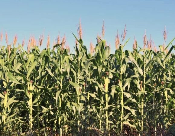 Conab estima safra de 345,2 milhões de toneladas em 2024/25