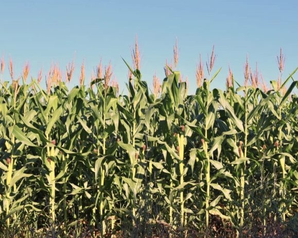 Conab estima safra de 345,2 milhões de toneladas em 2024/25