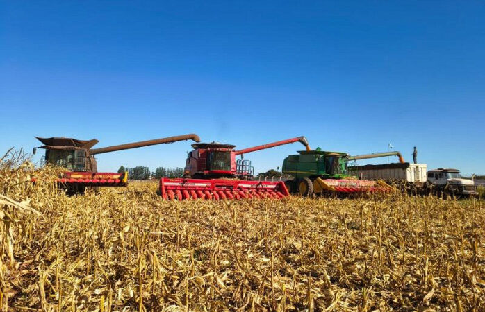 Colheita do milho em MS alcança 66,8%; ritmo segue abaixo da safra passada