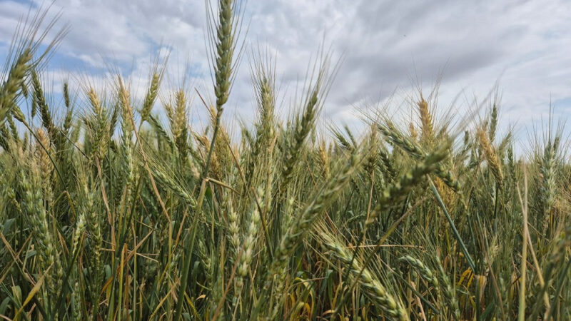 Pesquisa e mercado impulsionam trigo em Mato Grosso do Sul