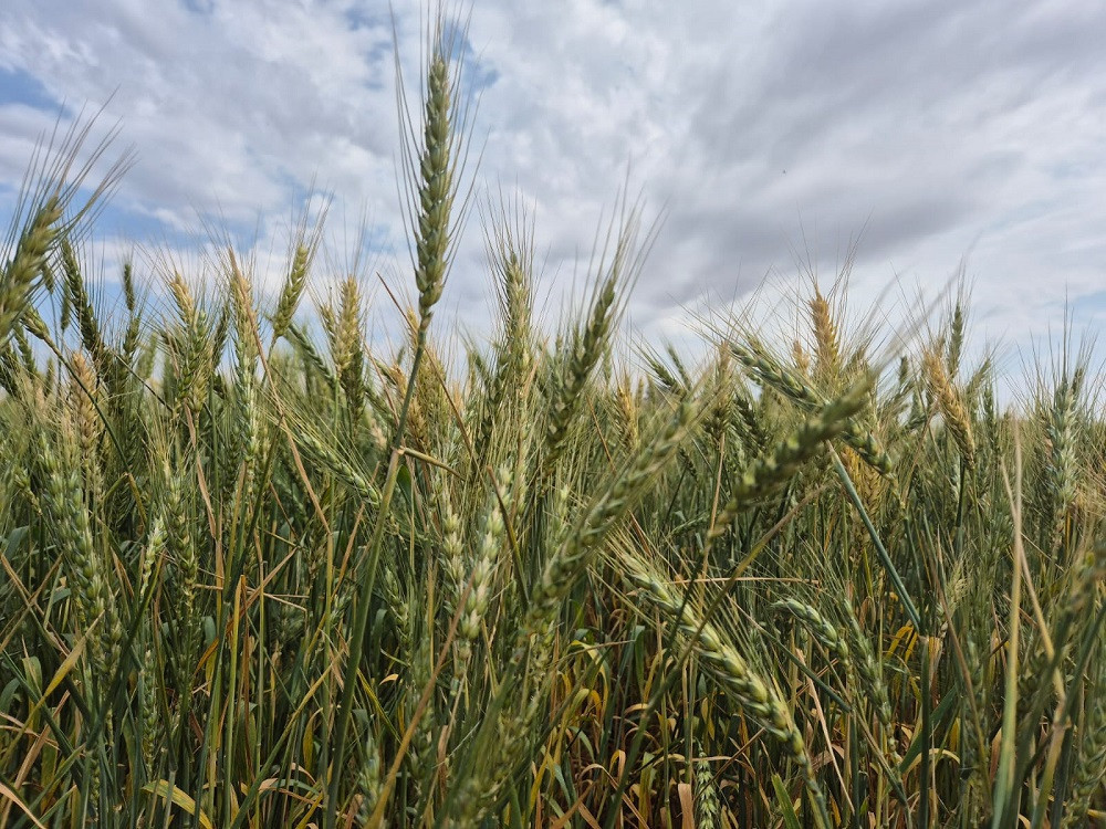 Pesquisa e mercado impulsionam trigo em Mato Grosso do Sul