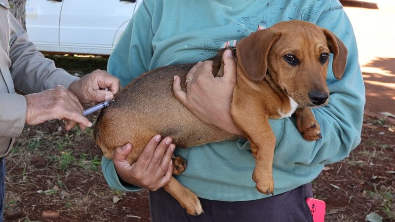 Dourados vacina cães e gatos em drive-thru neste sábado na prefeitura