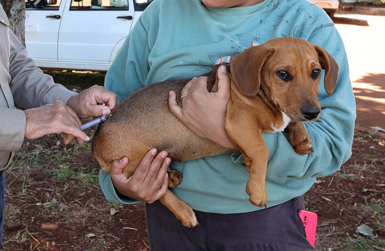 Dourados vacina cães e gatos em drive-thru neste sábado na prefeitura
