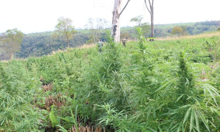 Operação “Nova Aliança” elimina acampamentos e 100 toneladas de maconha