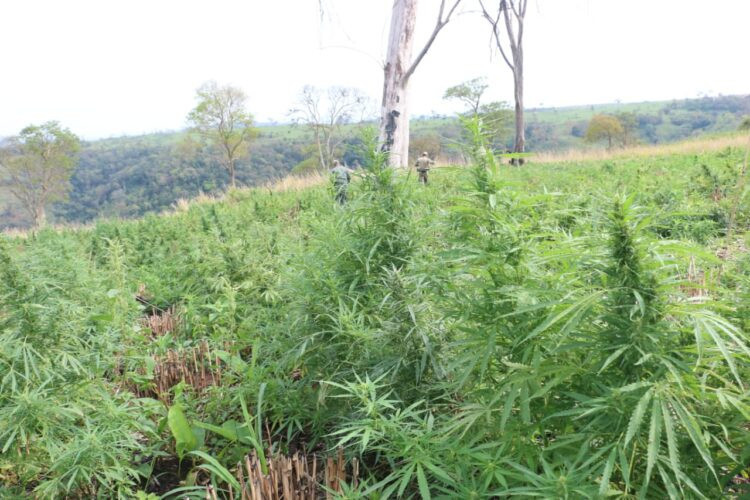 Operação “Nova Aliança” elimina acampamentos e 100 toneladas de maconha