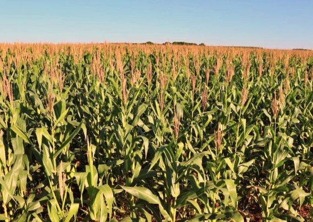 Conab estima produção de grãos em 350,2 milhões de toneladas