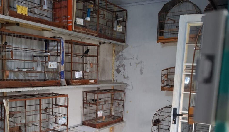 Operação nacional em combate a crimes ambientais realiza ações em 4 cidades de MS