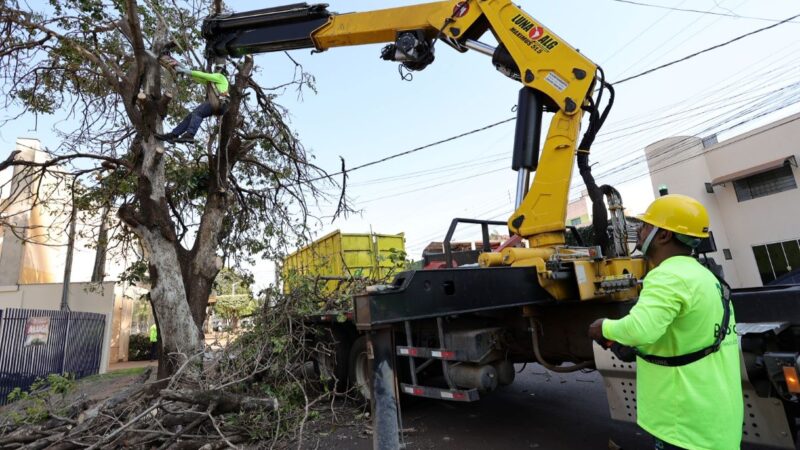 Prefeitura faz chamamento público para destinar lenha de supressões de árvores