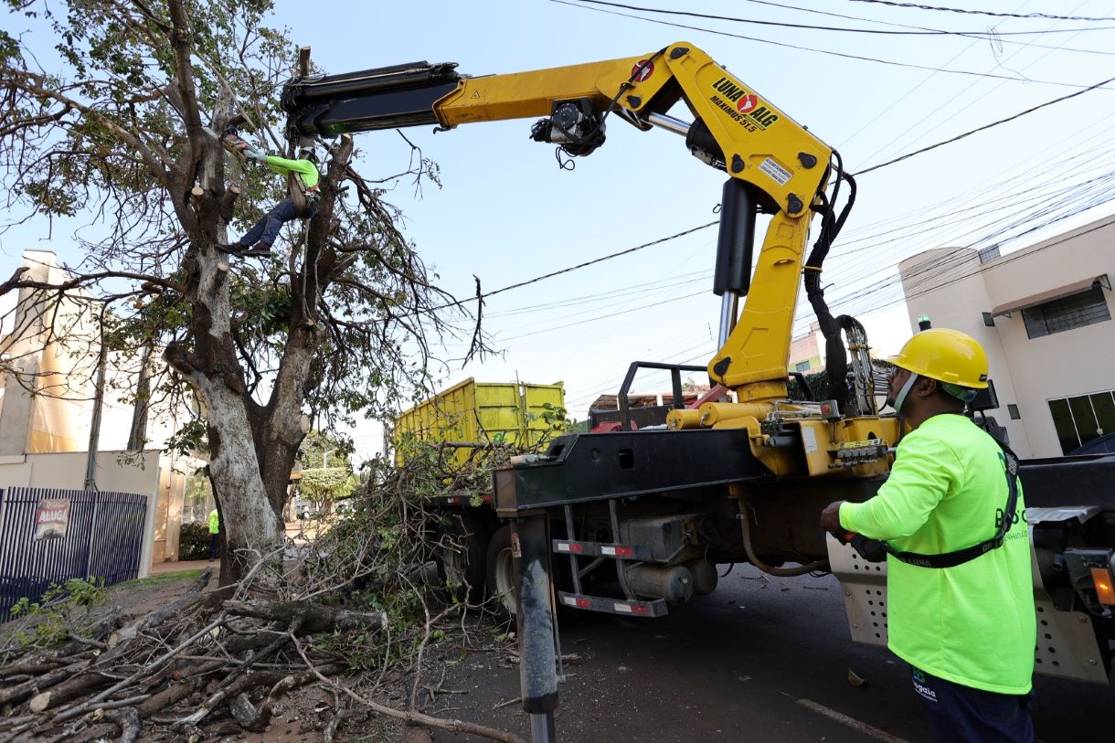 Prefeitura faz chamamento público para destinar lenha de supressões de árvores